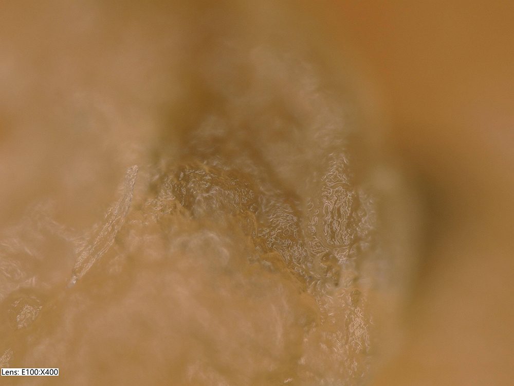 Microscopic image of fibres